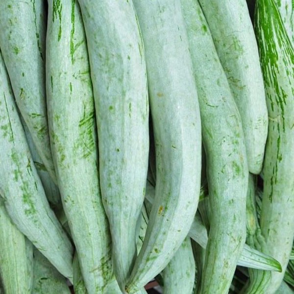 Snake gourd / புடலங்காய் 